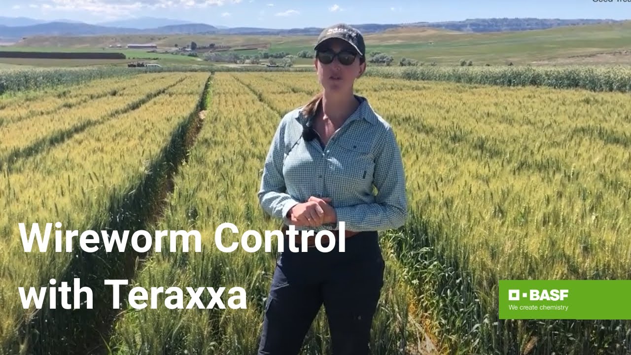 Understanding the Power of Reddy Anna ID and Its Role in Modern Digital Platforms